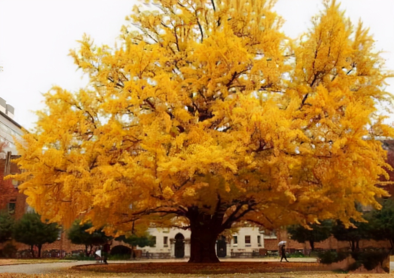 满大街的银杏树到底濒危在哪里,银杏树为什么濒临灭绝