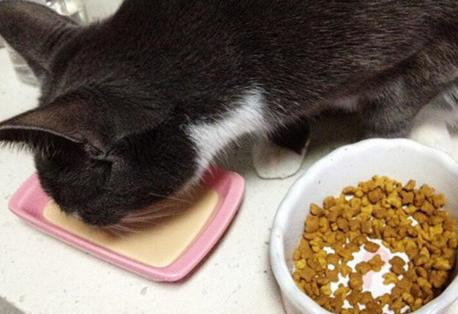 怎么照顾生完小猫的妈妈,怎么照顾刚生产的猫妈妈和小猫咪