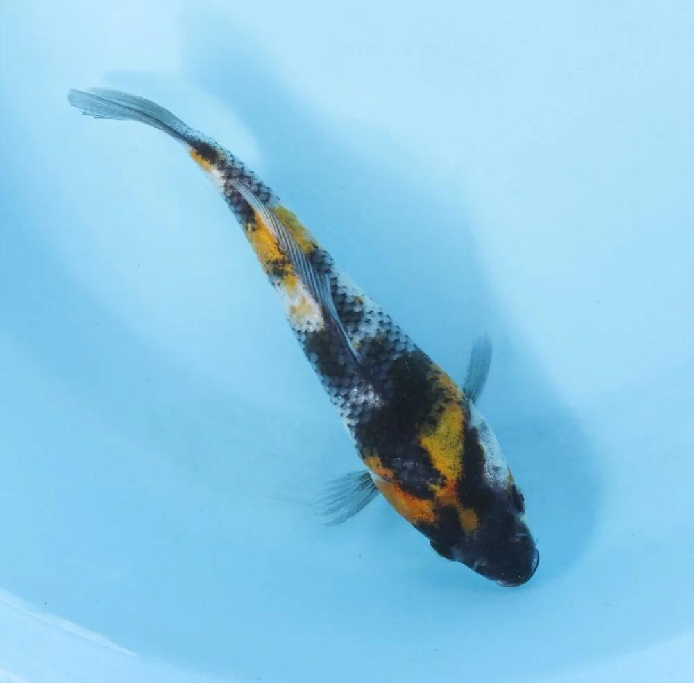 锦鲤充血病的防治方法,锦鲤充血怎么处理