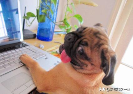 狗狗会对狗粮过敏症状,狗狗会对什么过敏