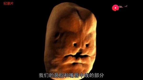 双胞胎受孕过程科普动画,揭秘试管婴儿受孕全过程