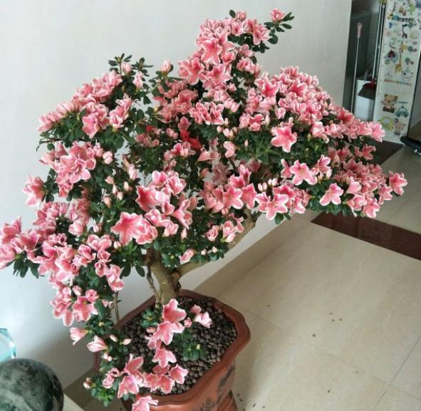 盆栽杜鹃花该怎么养好,盆栽杜鹃花怎么养最好看