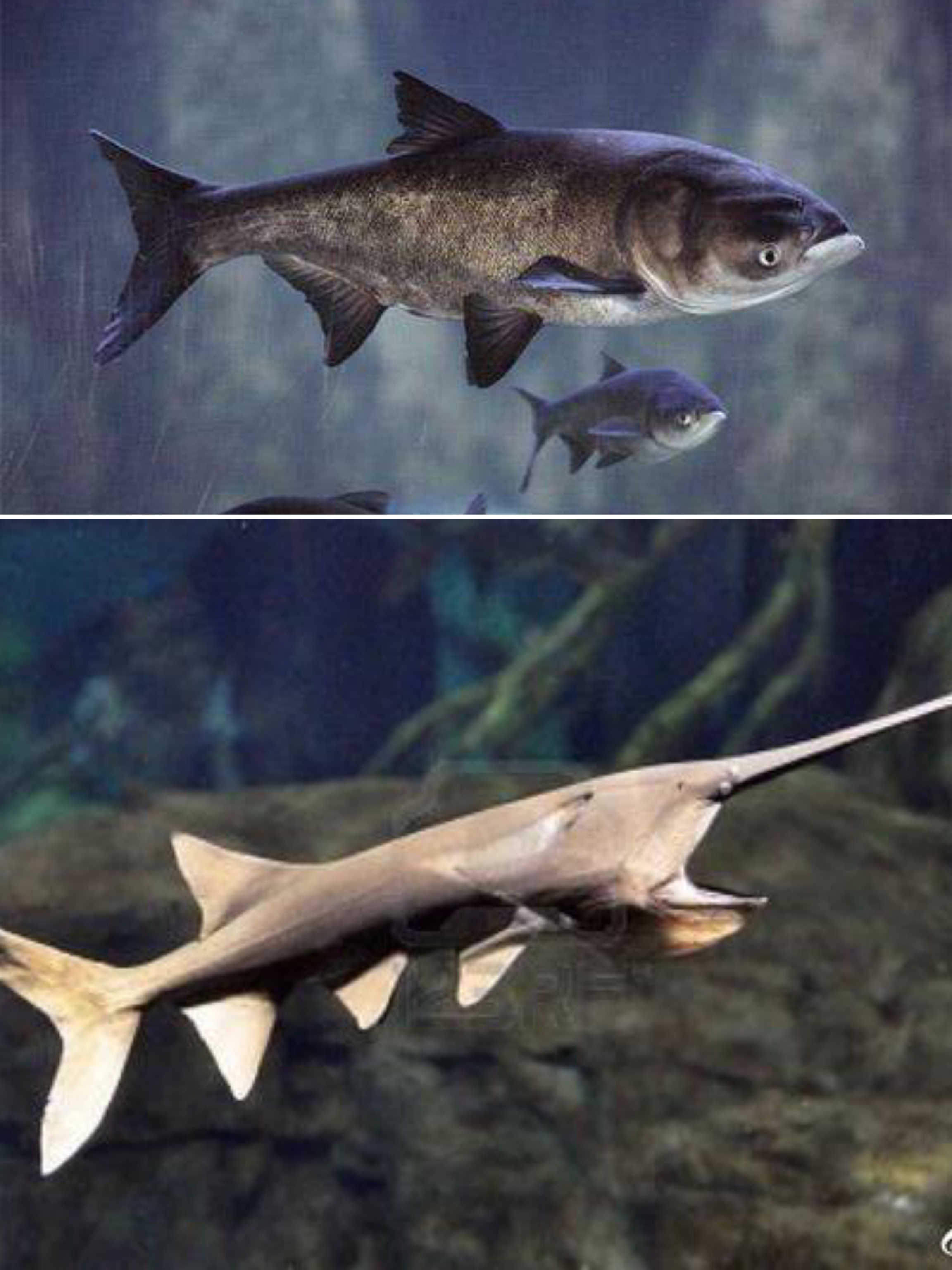 鸭嘴鱼是不是跟花鲢一样好养,水产养殖鸭嘴鱼技术视频