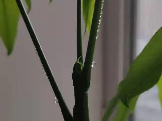 花叶子冒水珠怎么养,花叶子哗哗掉