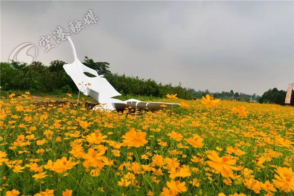 双流哪里可以赏花看飞机,双流附近赏花攻略路线