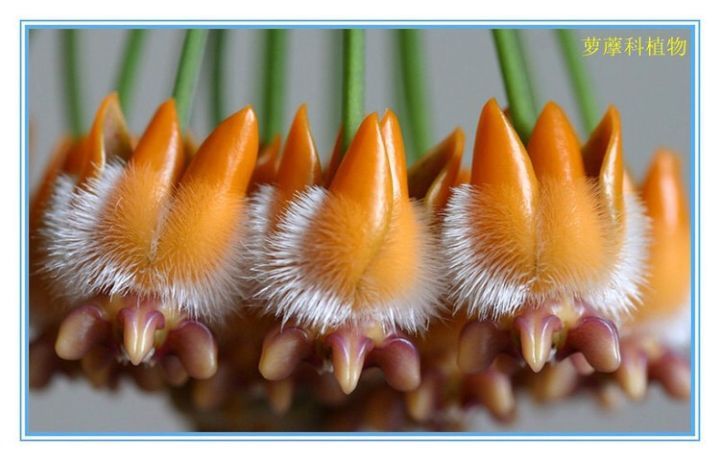 “上帝的指纹”及一些奇怪的花,世界真有趣