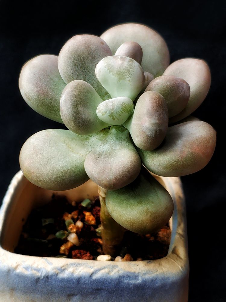 记录多肉长大的全过程,记录所有多肉成长过程