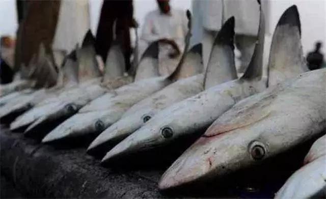 迪拜最有钱小孩子,迪拜沙特哪个有钱