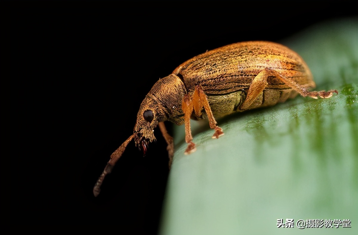 微距镜头如何拍出好的微距照片,微距摄影拍摄技巧有哪些