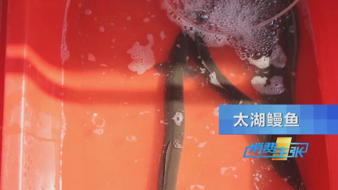 直击太湖开湖现场！鲜美湖鲜大量上市，资深吃货准备好了吗？