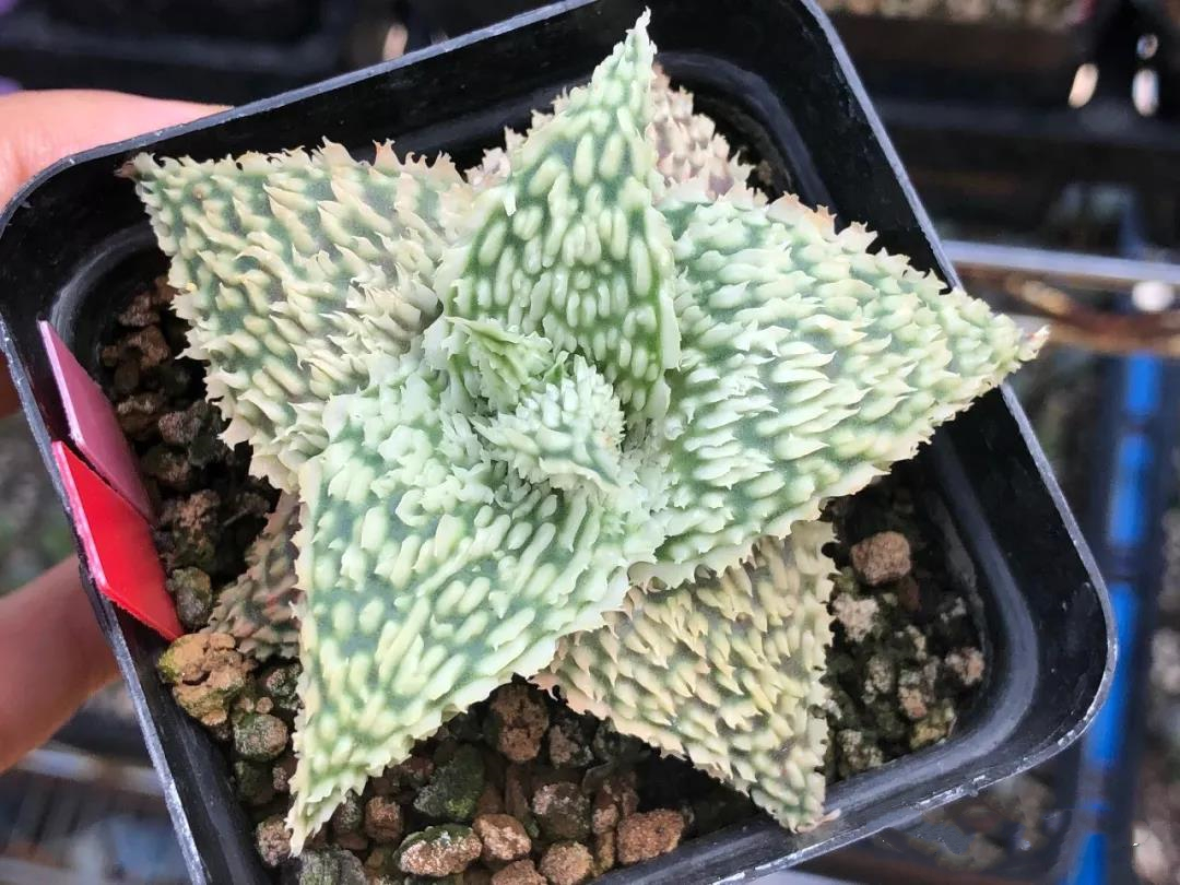 园艺观赏芦荟,园艺芦荟图鉴说明