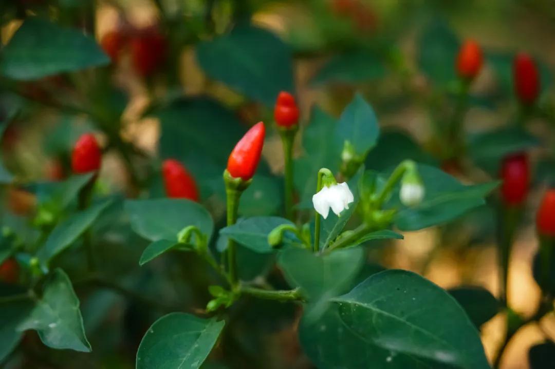 中国香香香香香料地图