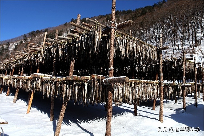 掌握朝鲜半岛的“救命鱼”，俄罗斯却拱手让中国，究竟有何企图？