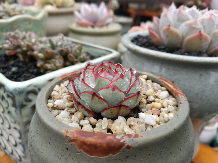 误打误撞的多肉情缘,带我走进多肉小世界!