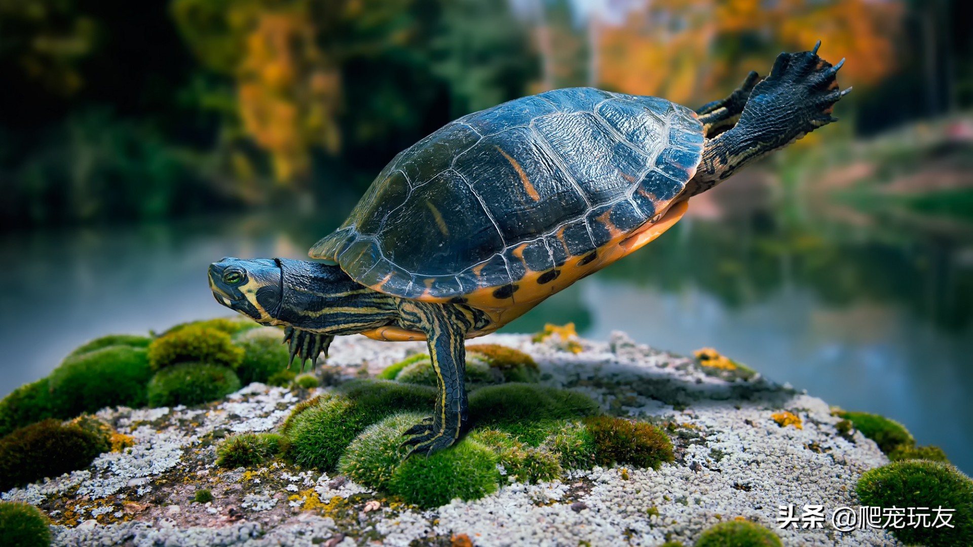龟溺水会挣扎么,如果乌龟死了又怎么拯救