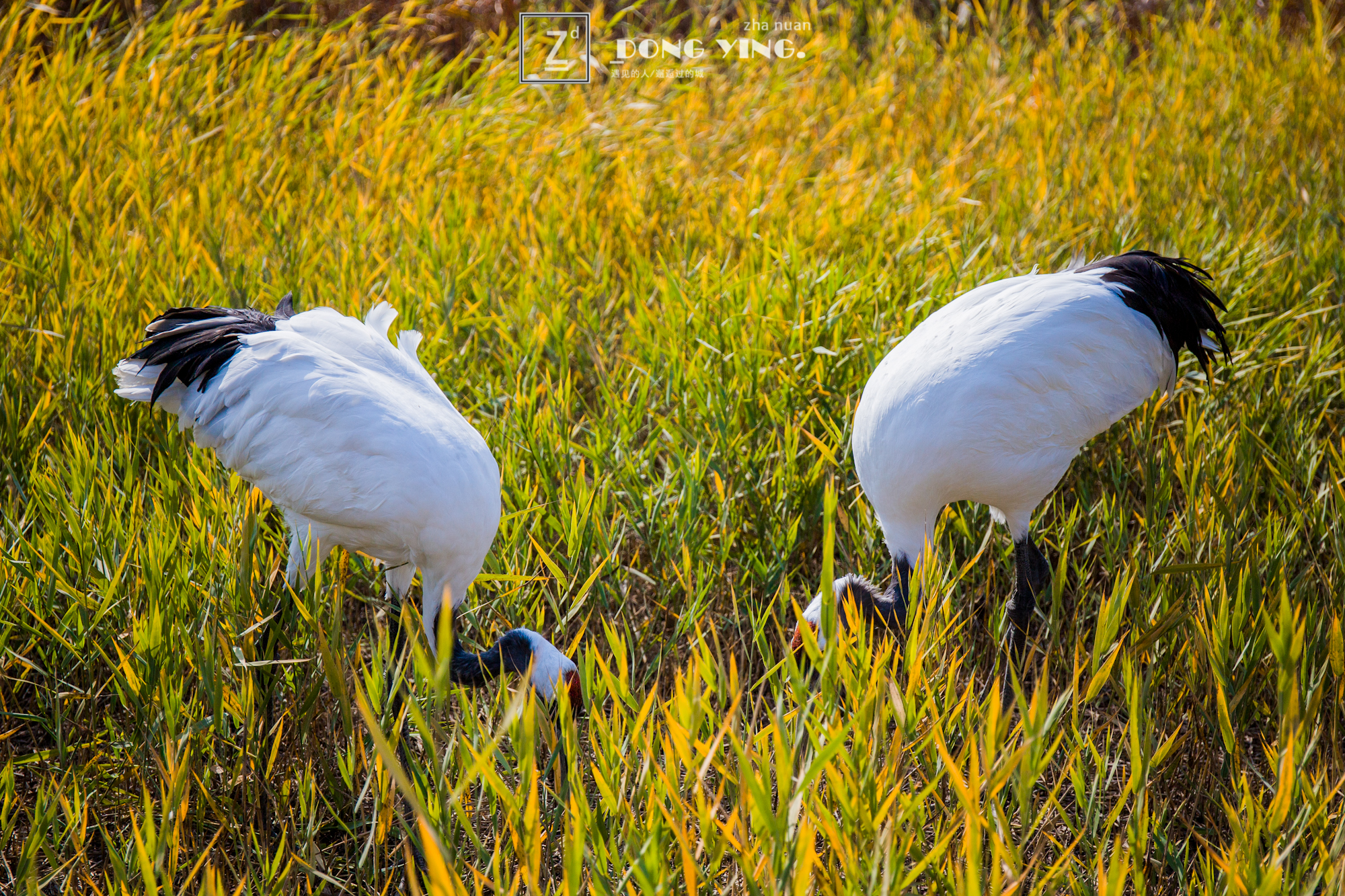 山东黄河入海城市,山东黄河去哪里看最壮观