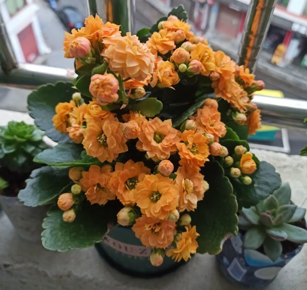 十大好养的懒人花好看,家中常种的十种吉祥花