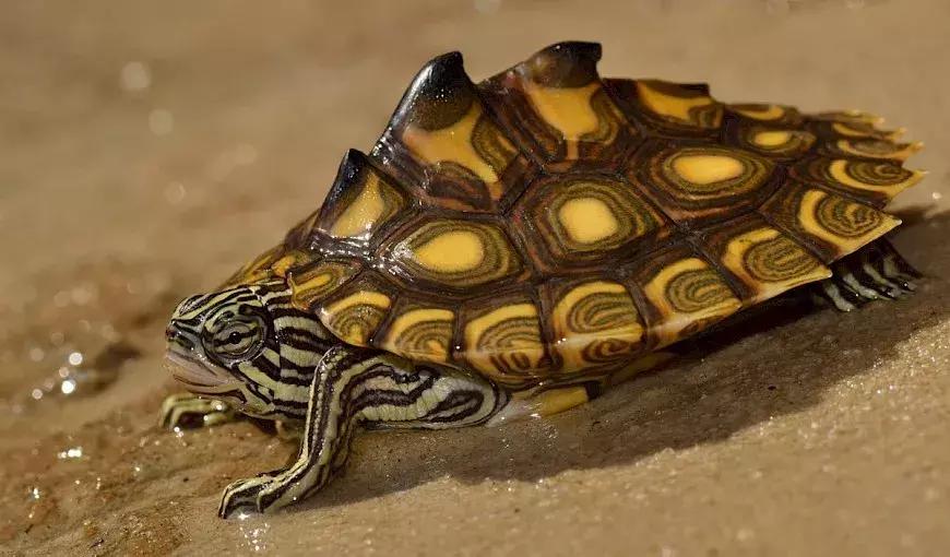 地图龟6-7厘米是成年龟吗,地图龟12cm成年了么