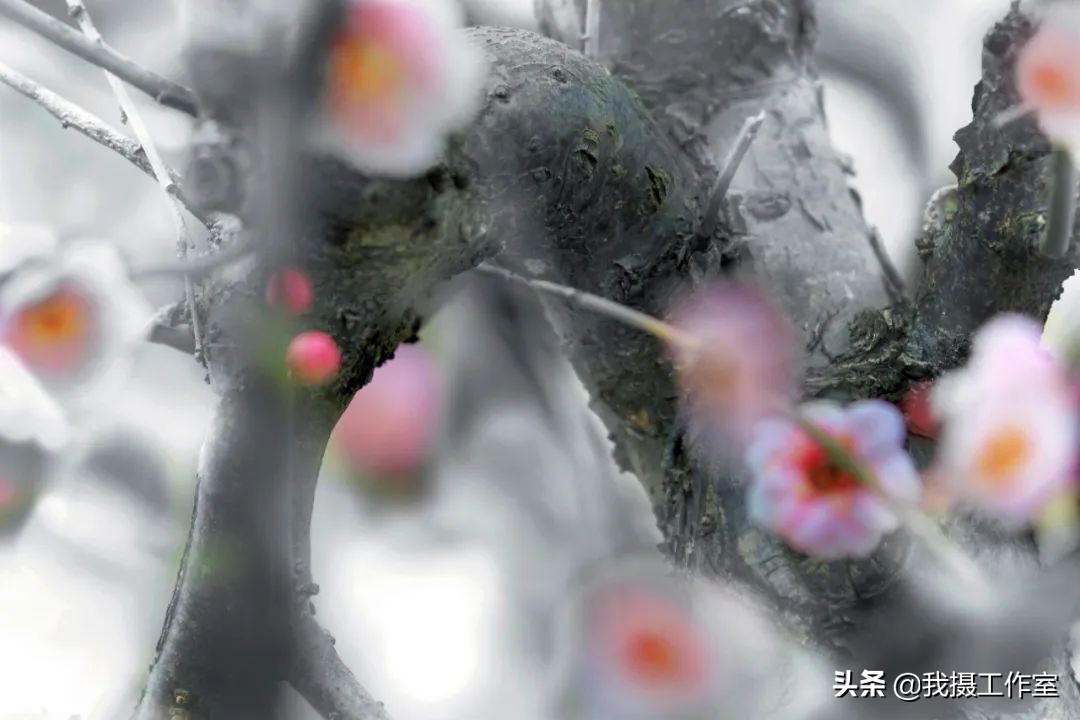 第16届国际摄影艺术展获奖作品,第29届全国摄影艺术展览作品集