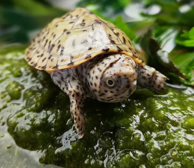 剃刀龟和麝香龟一起饲养技巧,人工饲养剃刀龟需要哪些手续