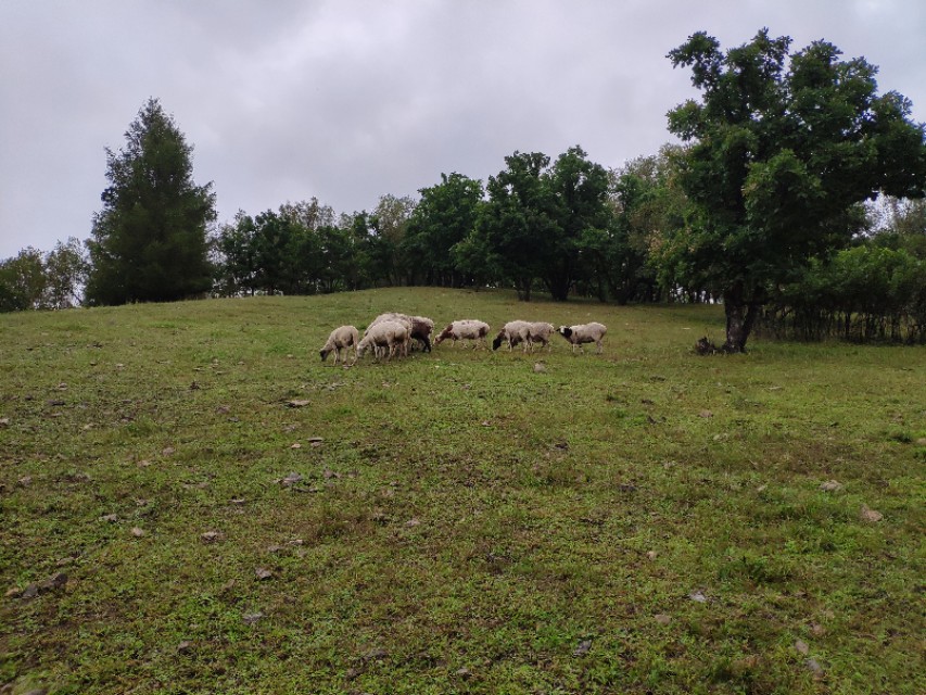 又到遛茬季节，羊吃玉米或者黄豆胀肚、中毒怎么办？兽医告诉你