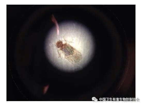 真相来了！食品厂封闭的洁净生产车间为什么会常出现隐翅虫？