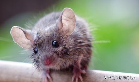 家里有老鼠教你一招全部消灭免费,家中有老鼠怎么一招消灭