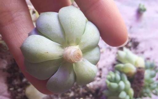 养花黑腐怎么处理,多肉黑菌病怎么治疗