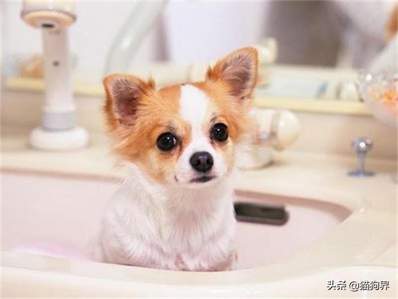 狗狗受惊吓后应激反应,狗狗应激反应会有尿吗