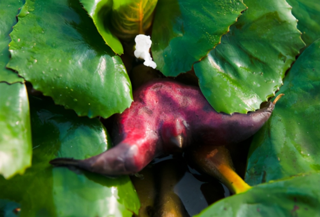 种子的传播方式有哪些和什么有关,种子传播的方式及其特征是什么