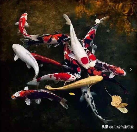 锦鲤入缸的正确方法,锦鲤新缸开缸注意事项