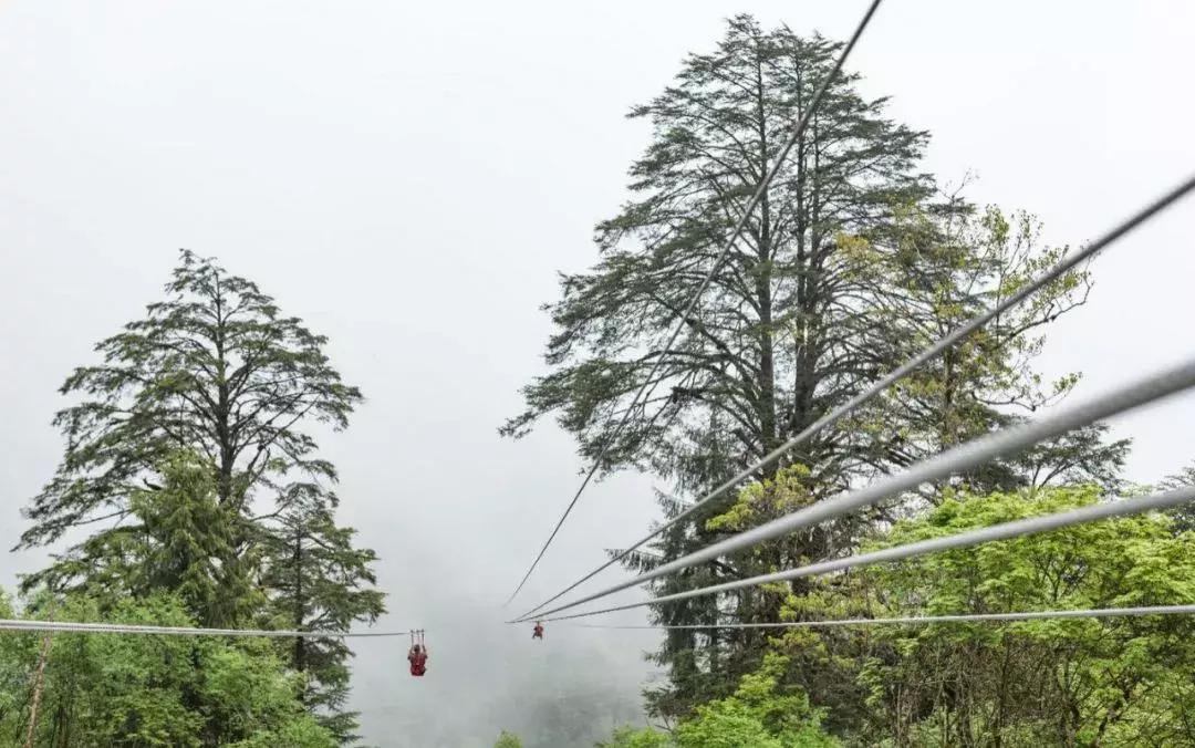 成都自驾百里杜鹃旅游攻略,万亩杜鹃花在青山幽谷