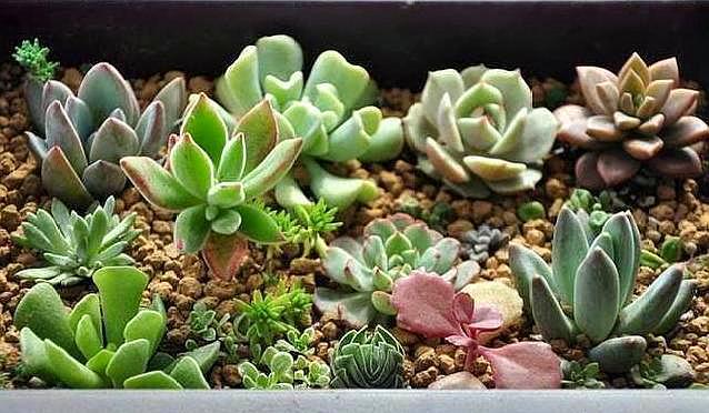 养花不该买的肥料,养花不买土自己挖