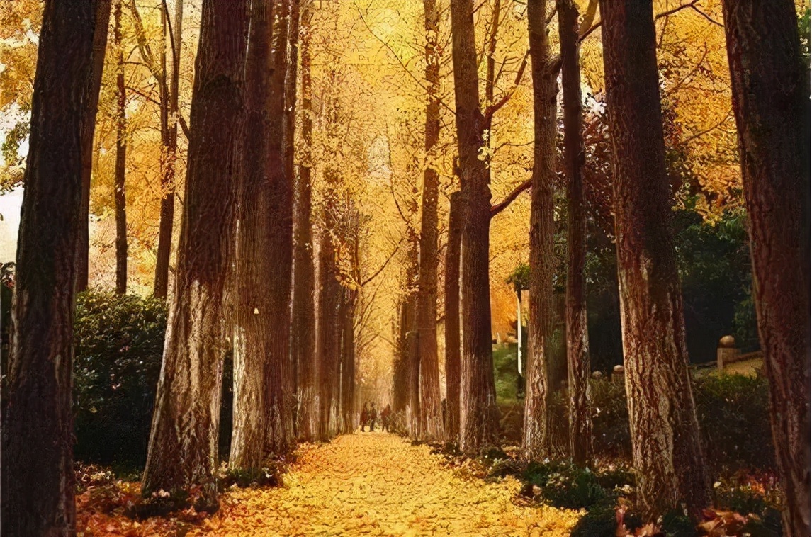 漫天香氛醉人~杭州的秋天从不让人失望!13个地方,秒出大片