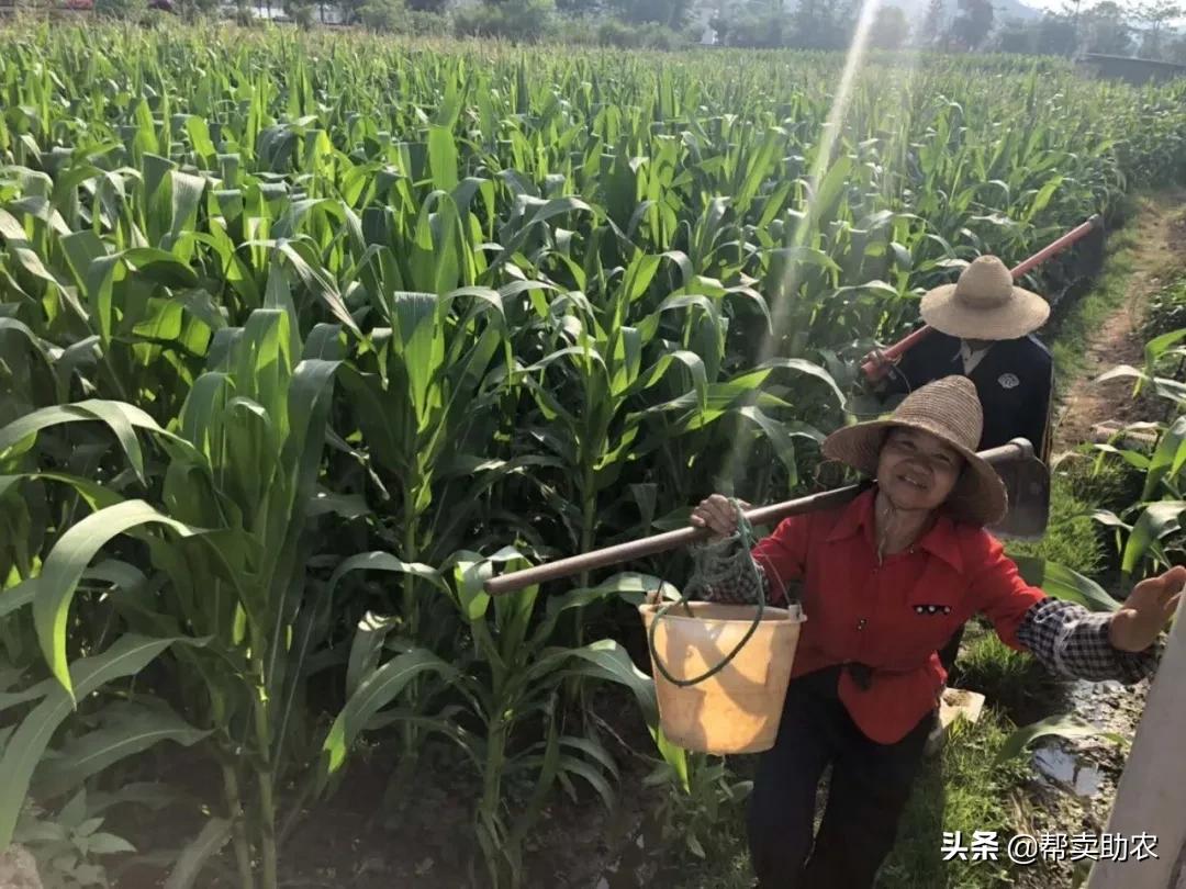 正宗爆浆水果玉米,甜脆水果玉米爆浆