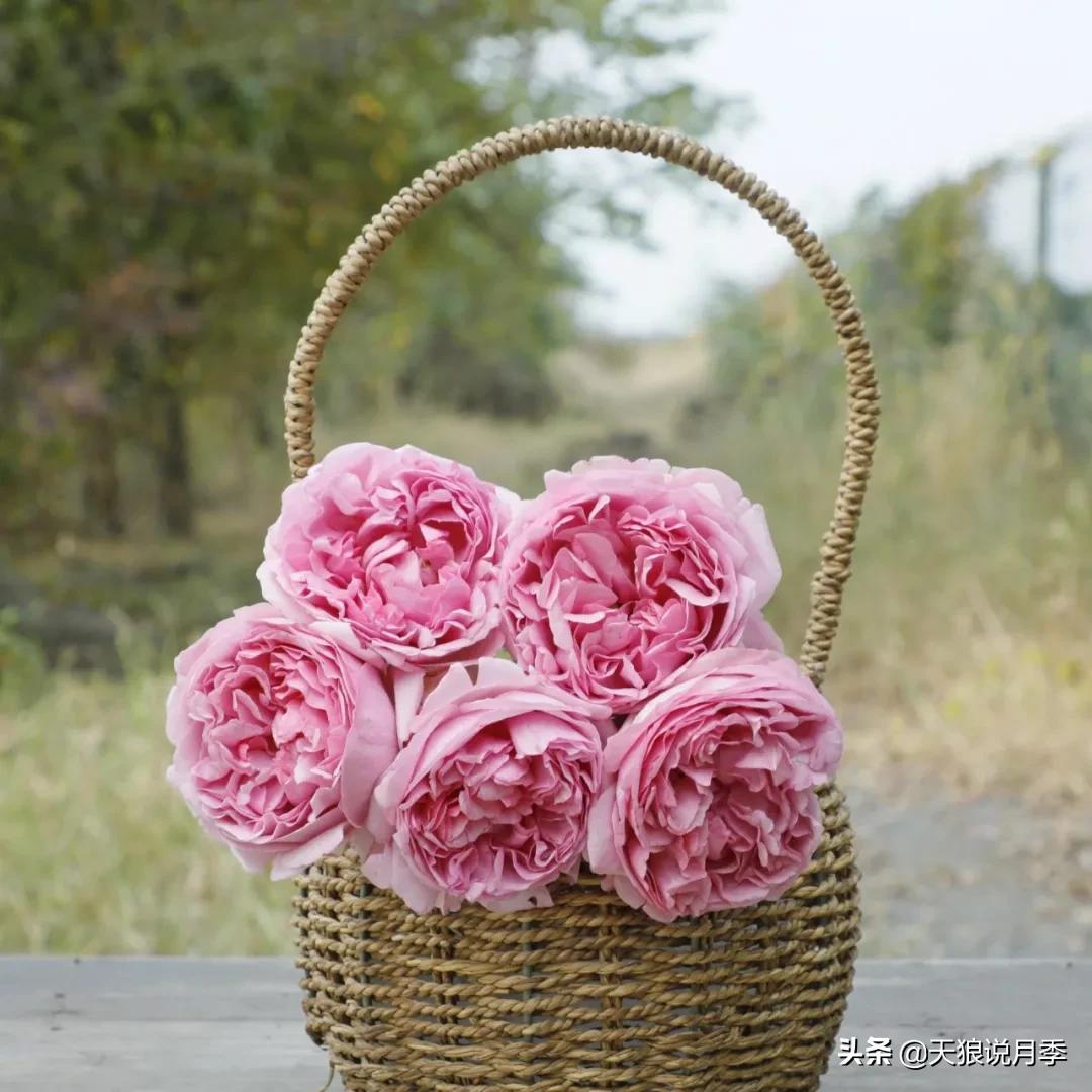 月季控对美的极致追求，尽在伊芙系列