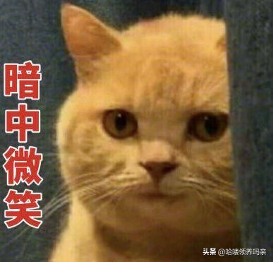 猫咪乳糖不耐受吃什么猫粮,猫咪不爱喝奶该如何解决