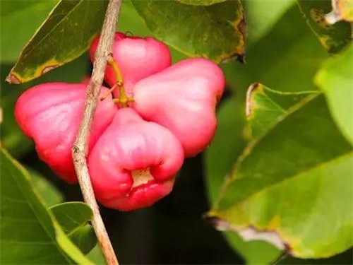 莲雾果种植,莲雾果种植技术