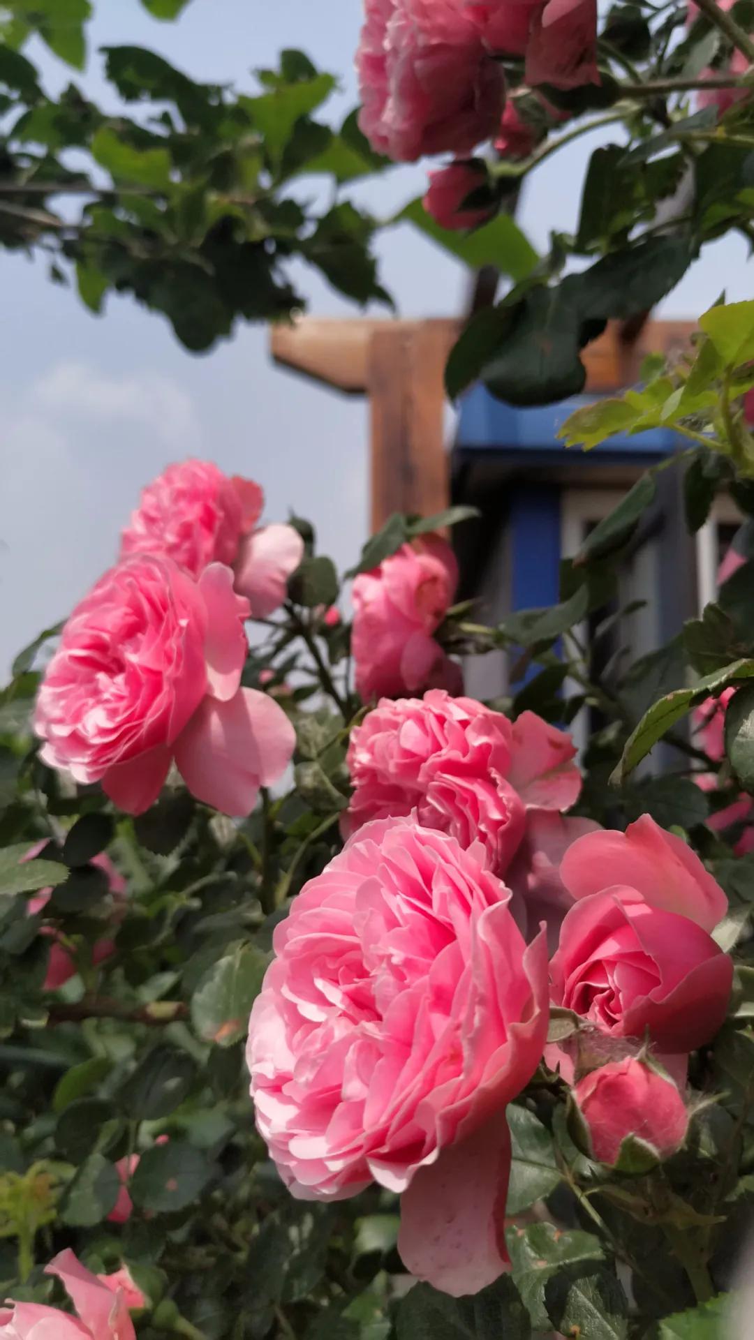 一棵粉达，撑起一座花园的一个春天