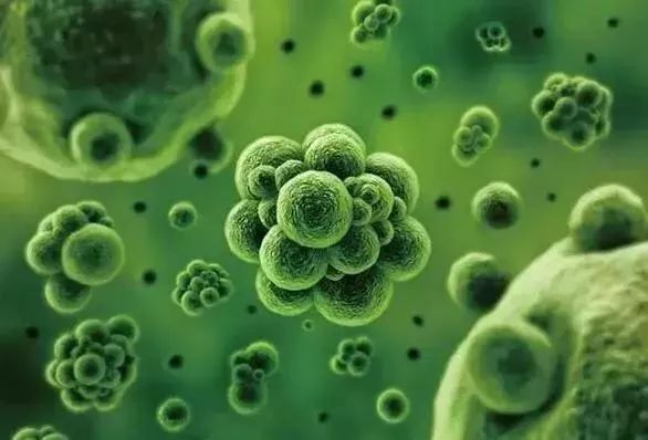 每天都浇水怎么用水溶肥,天天换水适应水质