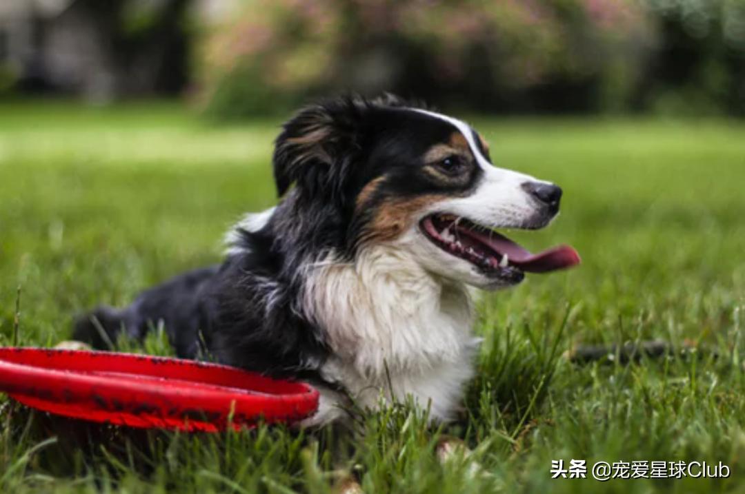 狗狗快乐的步伐,让狗狗开心的方法