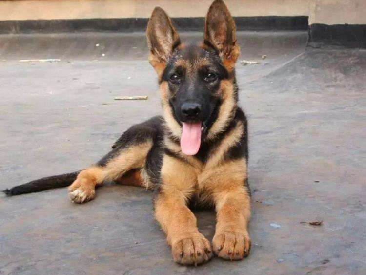 很受欢迎的狗,比较受欢迎的宠物狗