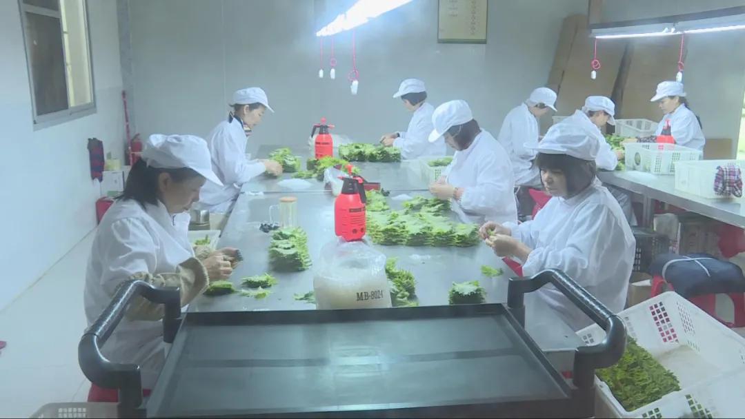 特色农业致富模式,农业致富新道路