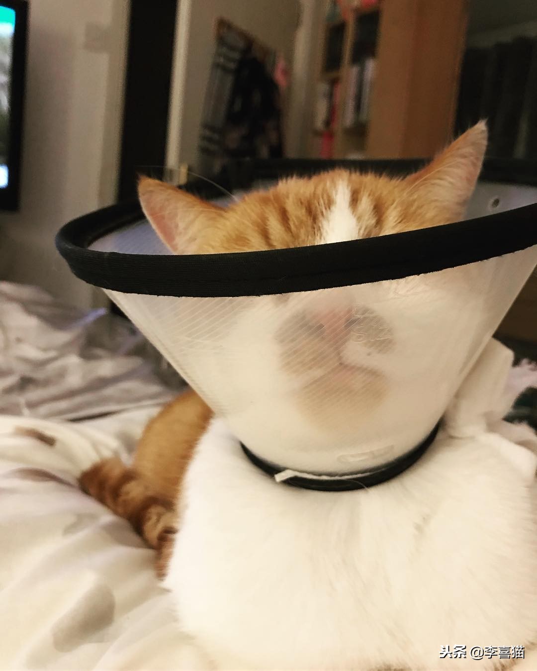 绝育手术一般有哪些项目,绝育手术看着很简单