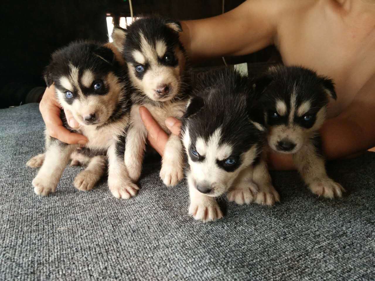 哈士奇的四大优点,哈士奇好养吗哈士奇能活多少年呢