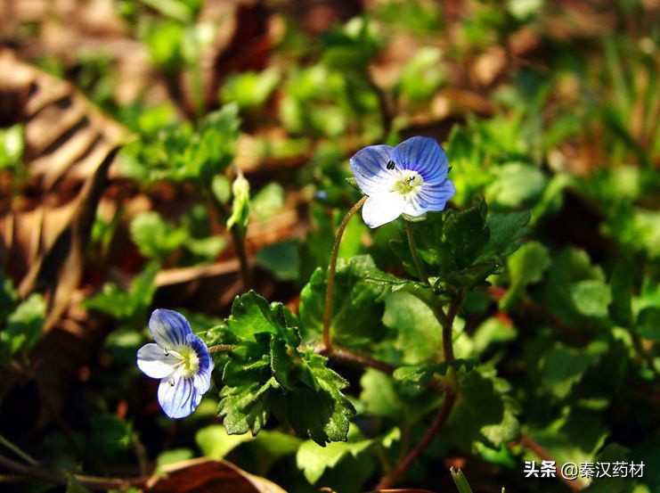 识花认草：婆婆纳