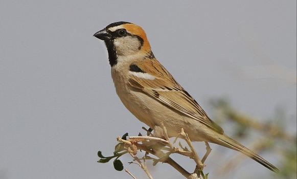 广东常见鸟类图谱和名称图文,东江揽胜鸟类