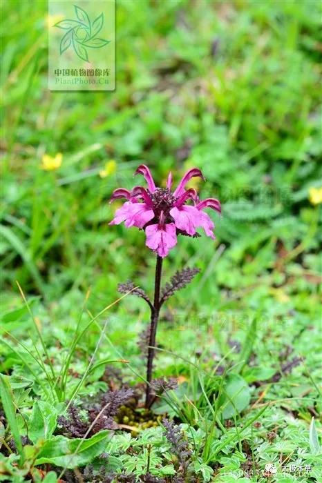 鹅首马先蒿,鹅首马先蒿有哪些特点