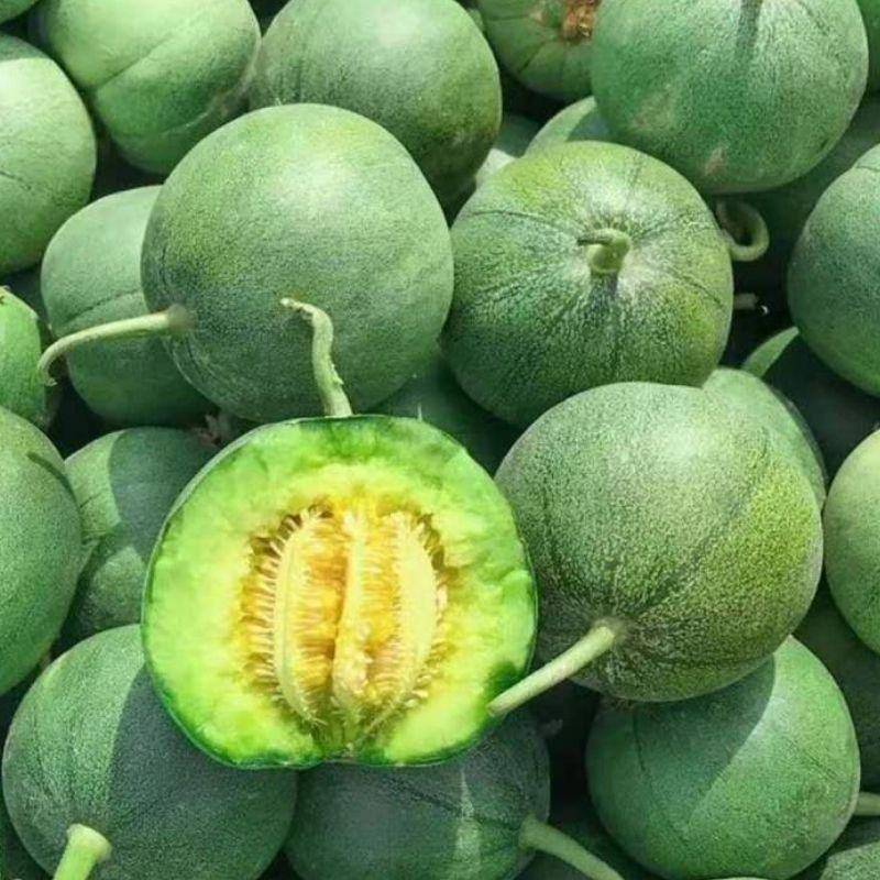 香瓜种植技术与管理,香瓜种植技术与管理方法教程视频