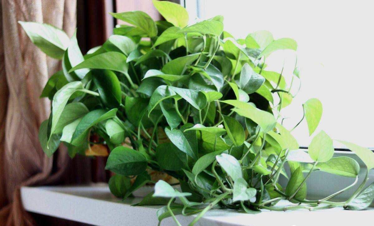 金钻绿萝喜光还是喜阴,大叶绿萝是喜光植物吗